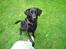 Labrador retriever Tess - pote :)