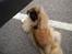 Pekingeser Dengse Ming Blach