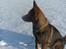Schæferhund Kenzally´s Alpha (Kenzo) R.I.P   : ( - Smukke Kenzo på tur i sneen.. d.3-1-10
