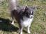 Chihuahua frebona's miss aisha bine "udstationeret"