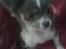 Chihuahua frebona's miss aisha bine "udstationeret"