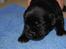 Blanding af racer Muffi - Muffi som baby hund.. :)