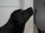 Labrador retriever Cody (Himmelhund) - Cody 1 år gammel (03-05-2009)