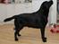 Labrador retriever Cody (Himmelhund) - Cody 1 år gammel (03-05-2009)