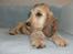 Cocker spaniel Jason (Zobel Gylden) - Jason med et tyggeben