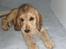 Cocker spaniel Jason (Zobel Gylden) - Jason med et tyggeben