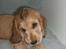 Cocker spaniel Jason (Zobel Gylden) - Jason med et tyggeben