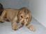 Cocker spaniel Jason (Zobel Gylden) - Jason med et tyggeben
