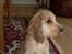 Cocker spaniel Jason (Zobel Gylden)