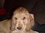 Cocker spaniel Jason (Zobel Gylden)
