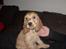 Cocker spaniel Jason (Zobel Gylden)