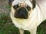 Mops Moses