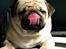 Mops Moses - Slikker lige snuden :b