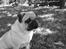 Mops Moses