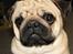 Mops Moses