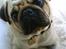 Mops Moses - forvirret :)