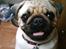 Mops Moses