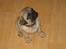 Mops *RBM* Omar Pug Altbox  *Frodo* - Frodo den første dag han var kommet :)