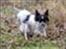 Blanding af racer Daisy