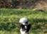 Blanding af racer Daisy