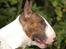 Bullterrier Anzesa Ineffable Isaac - Igor profil