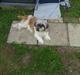 Shih tzu malu