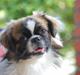 Tibetansk spaniel Frida (Shangri-La)