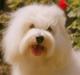 Coton de tulear Monique