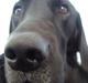 Labrador retriever Santos