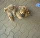 Chow chow Avento