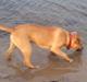 Amerikansk staffordshire terrier Tayson