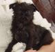 Griffon belge Molly