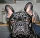 Fransk bulldog Carla