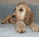 Cocker spaniel Jason (Zobel Gylden)