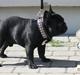 Fransk bulldog Diesel House Taddy