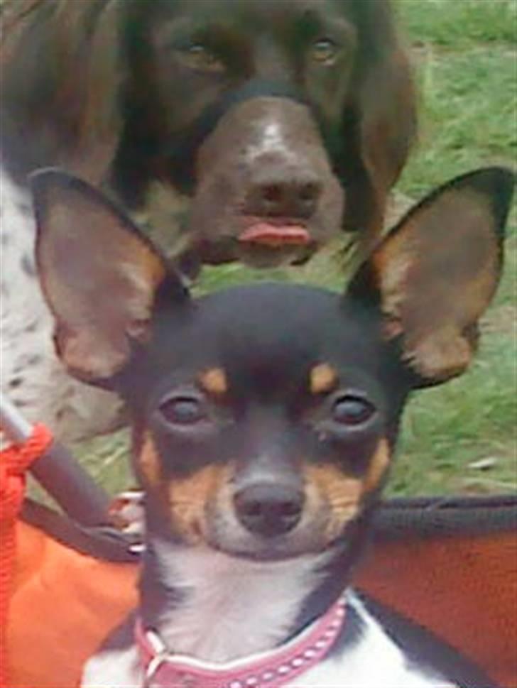 Chihuahua chili - tror  han laver hoved bag min ryg eller  billede 19