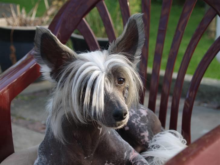 Chinese crested hårløs Dee-dee - min nye ven  billede 14