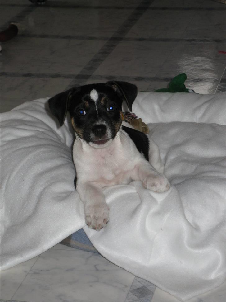 Jack russell terrier Freddi Diesel Skovgaard - Nuttegøj :P billede 8