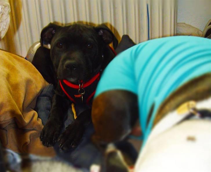 Staffordshire bull terrier Ragna/ Wannabe Ch. Bello billede 11