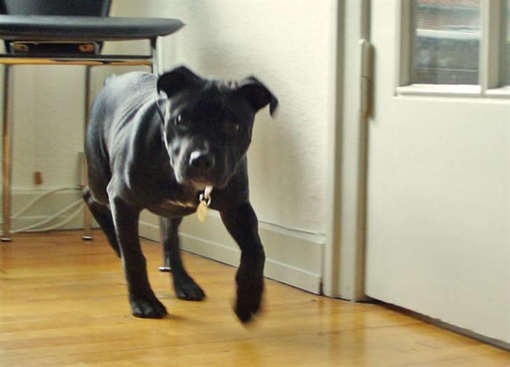 Staffordshire bull terrier Ragna/ Wannabe Ch. Bello billede 12