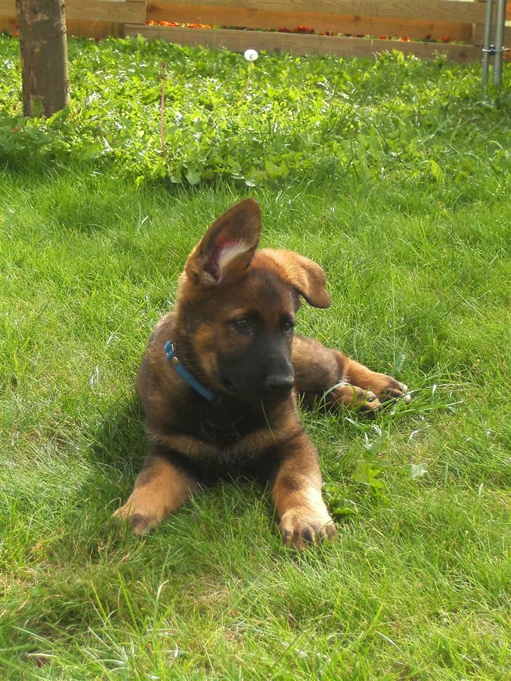 Schæferhund Kenzally´s Alpha (Kenzo) R.I.P   : ( billede 6