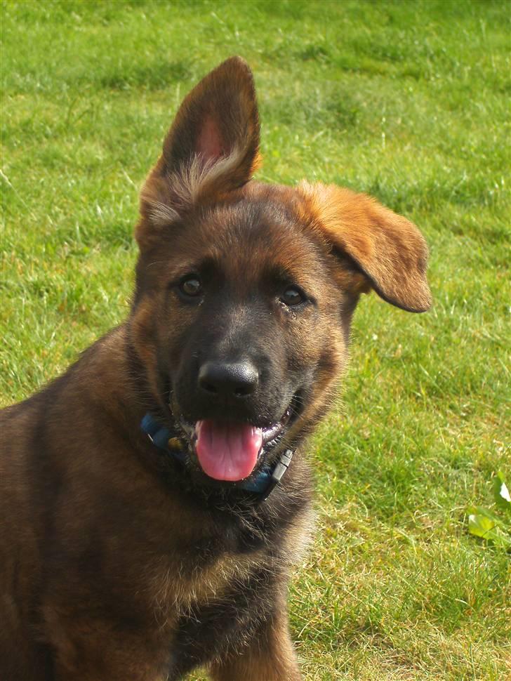 Schæferhund Kenzally´s Alpha (Kenzo) R.I.P   : ( - se hvor fint hans ene øre står op nu : ) billede 7