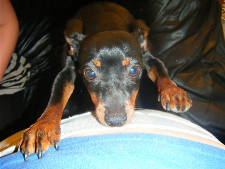 Prazsky krysarik Dudi - Dudi prøver ihærdigt at kravle op af min mave..  billede 1