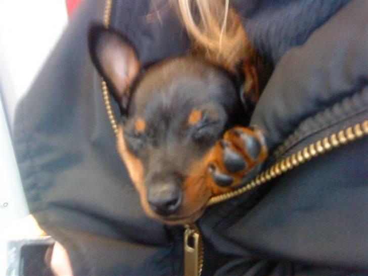 Prazsky krysarik Dudi billede 3