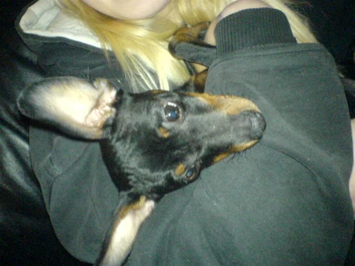 Prazsky krysarik Dudi billede 4