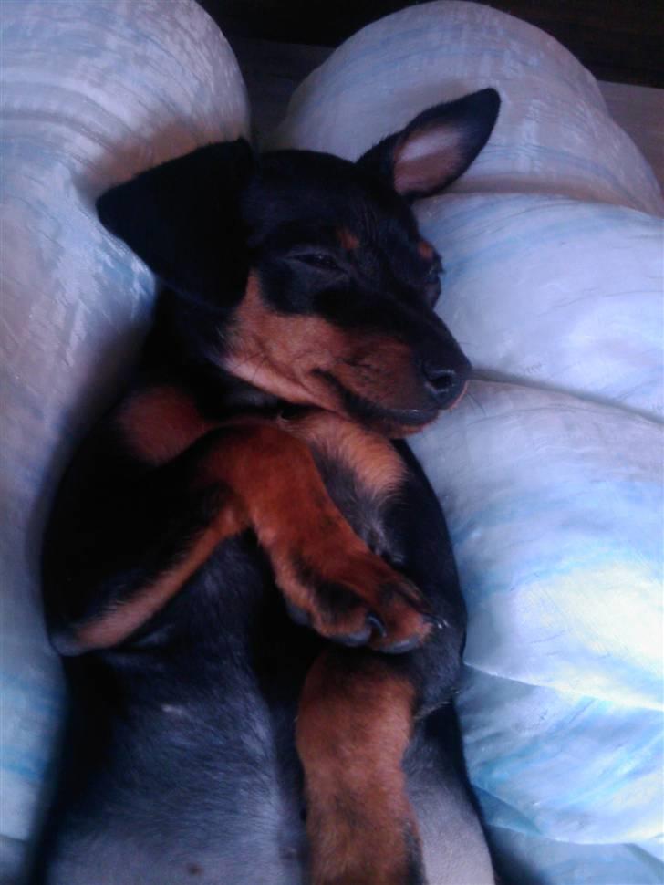 Prazsky krysarik Dudi billede 5