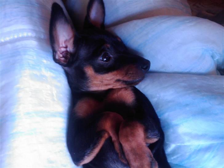 Prazsky krysarik Dudi billede 6