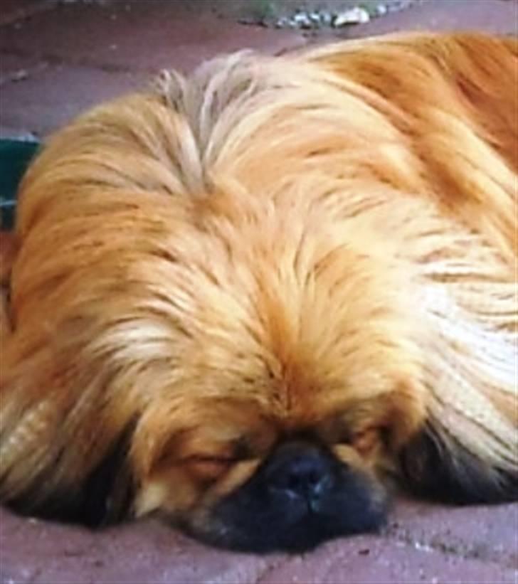 Pekingeser Charlie - Himmelhund 2020 - Det er lidt hårdt at få en lillebror billede 7