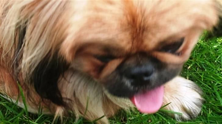 Pekingeser Charlie - Himmelhund 2020 - Puha det var hårdt billede 8