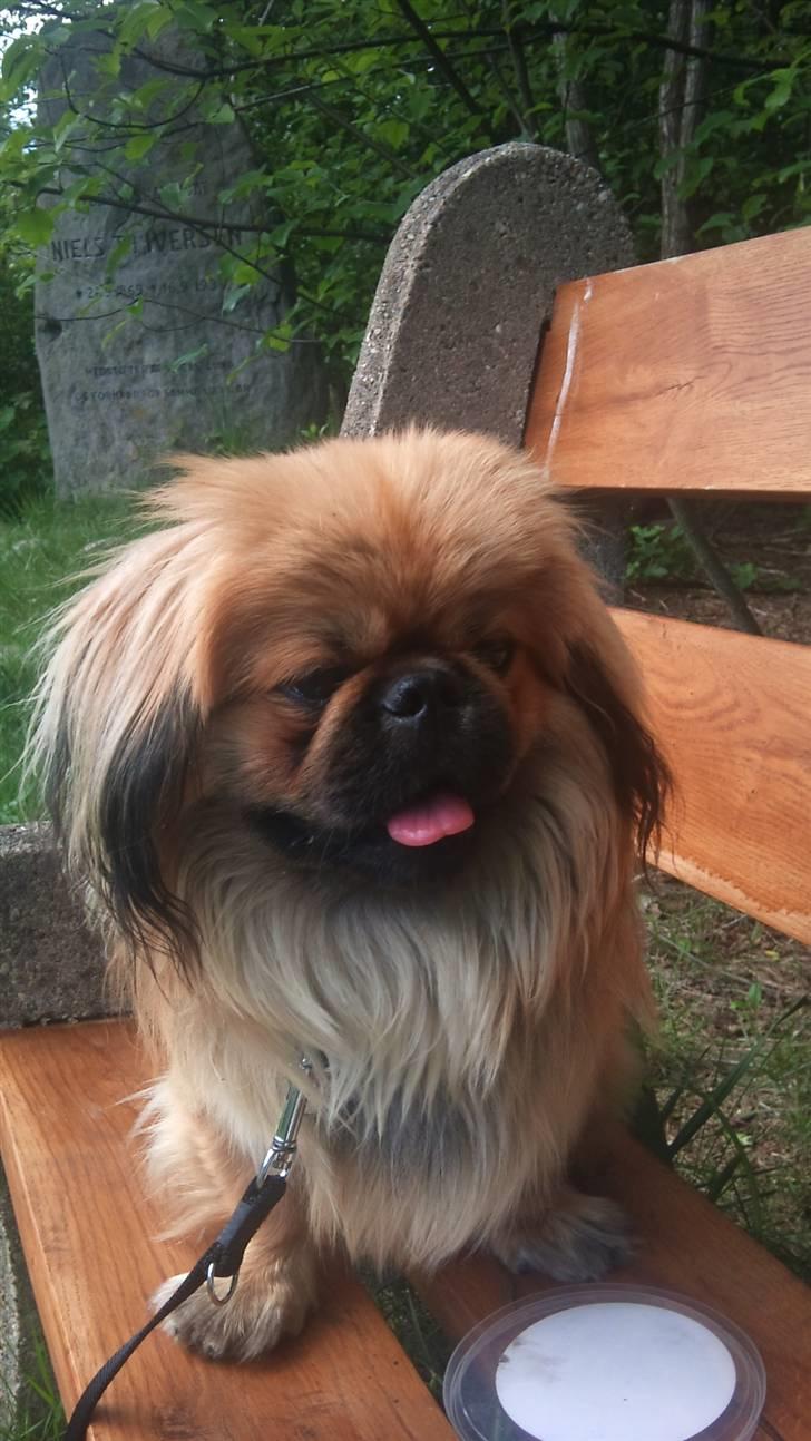 Pekingeser Charlie - Himmelhund 2020 - En bænkepause i skoven billede 9